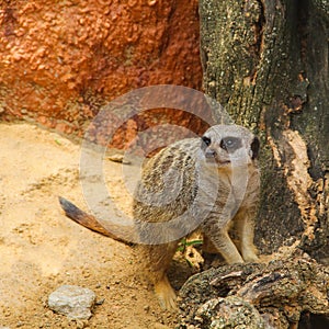 The meerkat, or meerkat lat. Suricata suricatta is a species of mammals