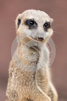 Meerkat