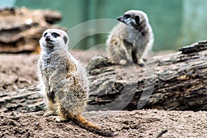 Meerkat photo