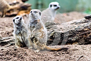 Meerkat photo