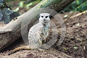 Meerkat photo