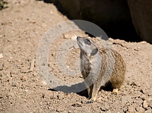 Meerkat, merkat watching