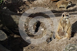 Meerkat in the midday sun with young animal sitting on a stone photo