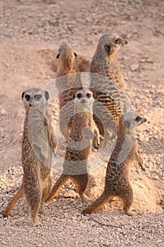 Meerkat mischief photo