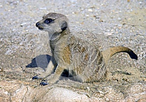 Meerkat mongoose predator mammal dig hole