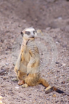 A Meerkat on the move