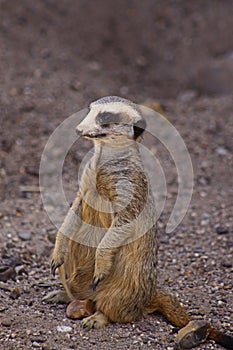 A Meerkat on the move