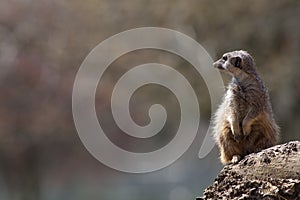 Meerkat nature image with copy space. Cute animal picture with s