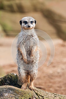 Meerkat