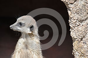 A meerkat observing the environment for enemies