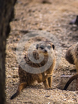 Meerkat in an outdoor enclosure on a sandy ground