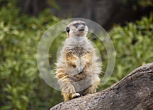 Meerkat over a log of wood