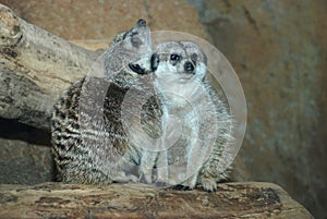 Meerkat pair
