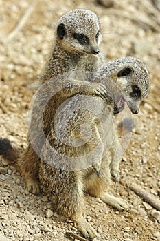 Meerkat Pair