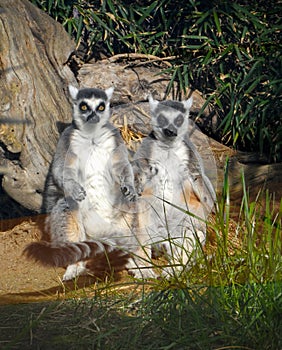 Meerkat Pair at Zoo