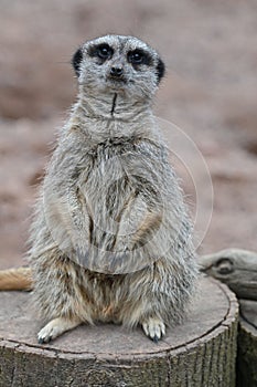 Meerkat perched atop a wooden stump, looking out into the distance with alertness