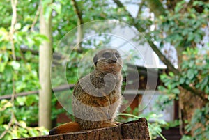 Meerkat Perching on Tree Stump