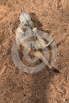 Meerkat playing dead