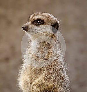 Meerkat portrait