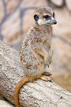 Meerkat portrait