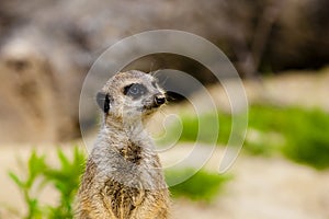 Meerkat Portrait