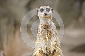 Meerkat Portrait