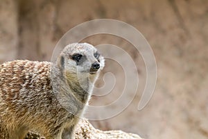 Meerkat Portrait Close Up Suricata suricatta