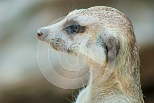 Meerkat portrait of its head watching around very alert