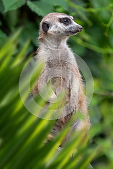 Meerkat portrait in jungle