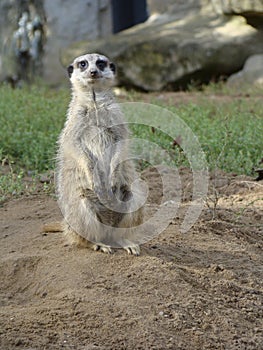 Meerkat portrait on a meadow