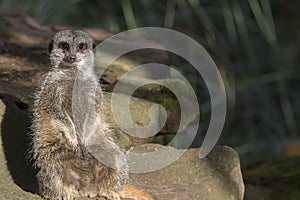 Meerkat portrait