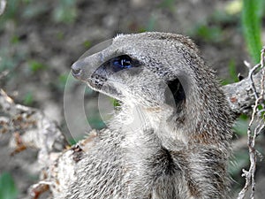 Meerkat. Portrait of Meerkat Suricata suricatta, African native animal, small carnivore.