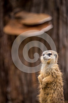 Meerkat portrait in nature park