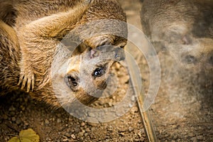 Meerkat portrait in nature park