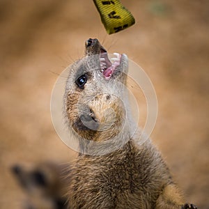 Meerkat portrait in nature park