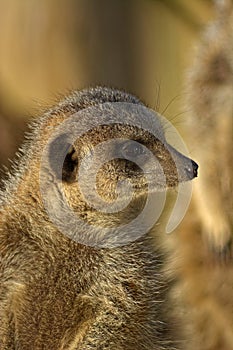 Meerkat. Portrait in the sunshine