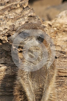 Meerkat