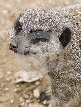 A Meerkat portrait