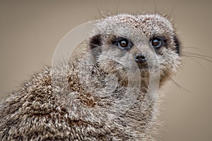 Meerkat portrait