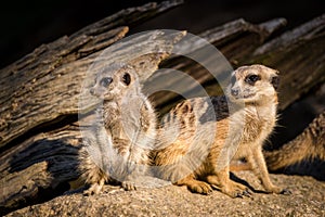 Meerkat portrait in zoo