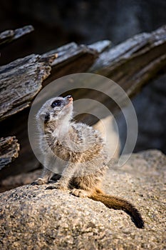 Meerkat portrait in zoo