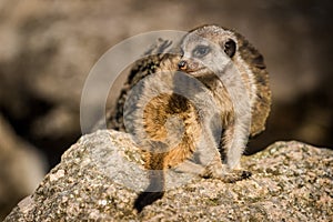 Meerkat portrait in zoo