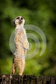 Meerkat portrait in zoo