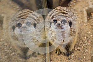 Meerkat portrait in zoo