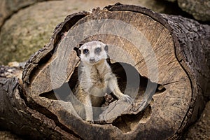 Meerkat portrait in zoo