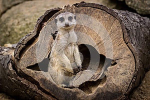 Meerkat portrait in zoo