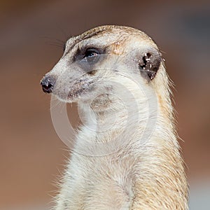 Meerkat