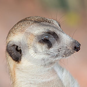 Meerkat