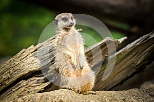 Meerkat portrait in zoo