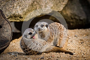 Meerkat portrait in zoo